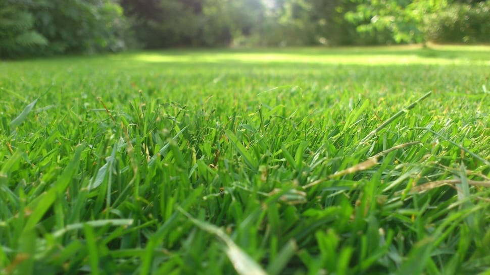 Cultivating a Lush Green Lawn